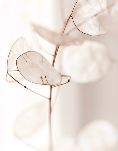 selective focus photography of white flowers_edited_edited.jpg