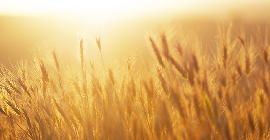 Sunrise over the Wheat Field