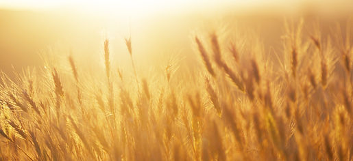 Lever de soleil sur le champ de blé