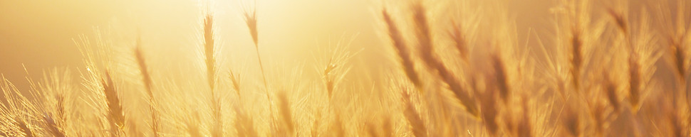 Sunrise over the Wheat Field