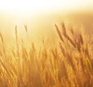 Sunrise over the Wheat Field