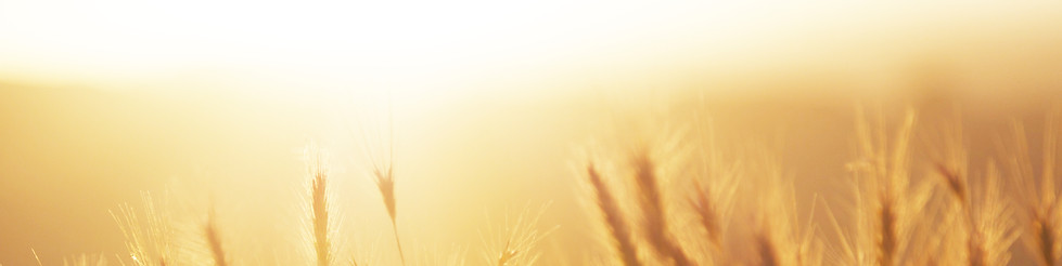 Lever de soleil sur le champ de blé
