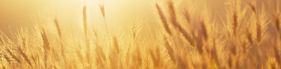Sunrise over the Wheat Field