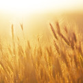 Salida del sol sobre el campo de trigo