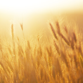 Lever de soleil sur le champ de blé, Paysage, création, beauté, inspiration, nature, lithothérapie