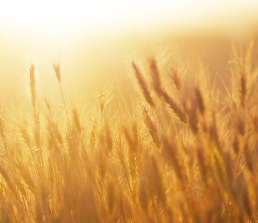 Lever de soleil sur le champ de blé