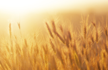 Sunrise over the Wheat Field