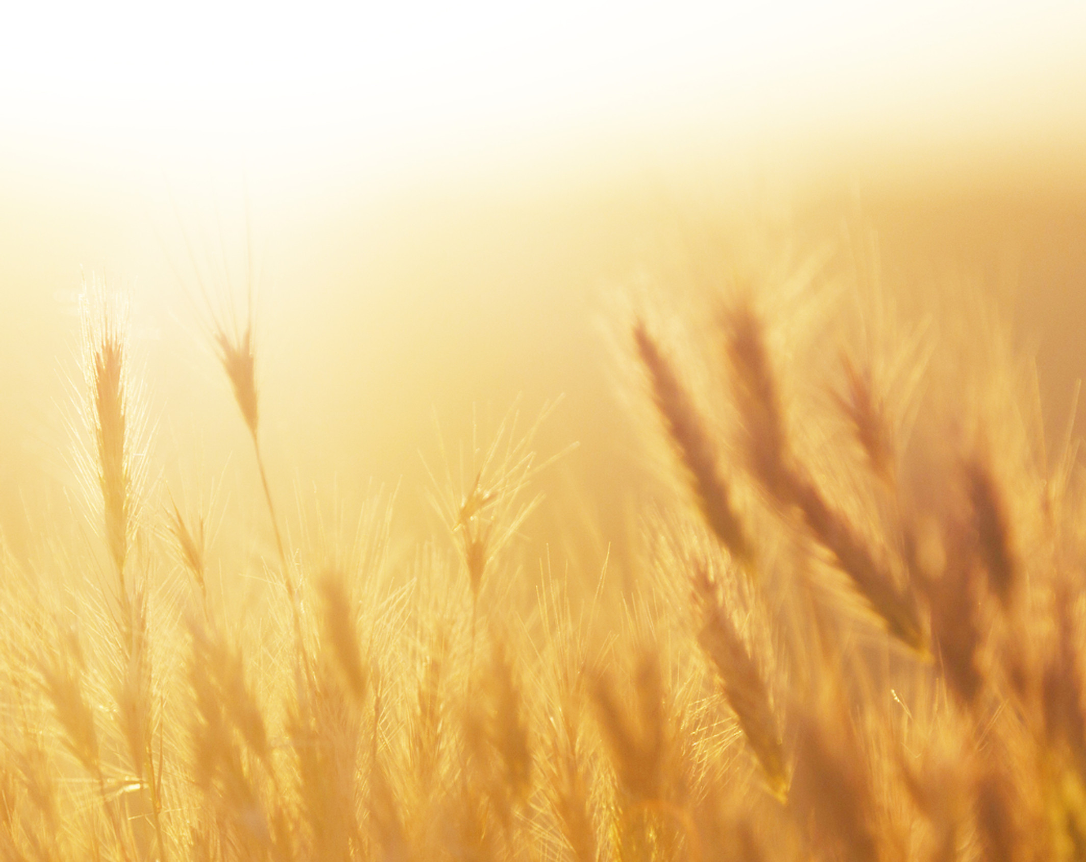 Sunrise over the Wheat Field