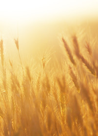 Nascer do sol sobre o campo de trigo