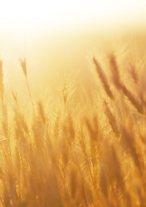Sunrise over the Wheat Field