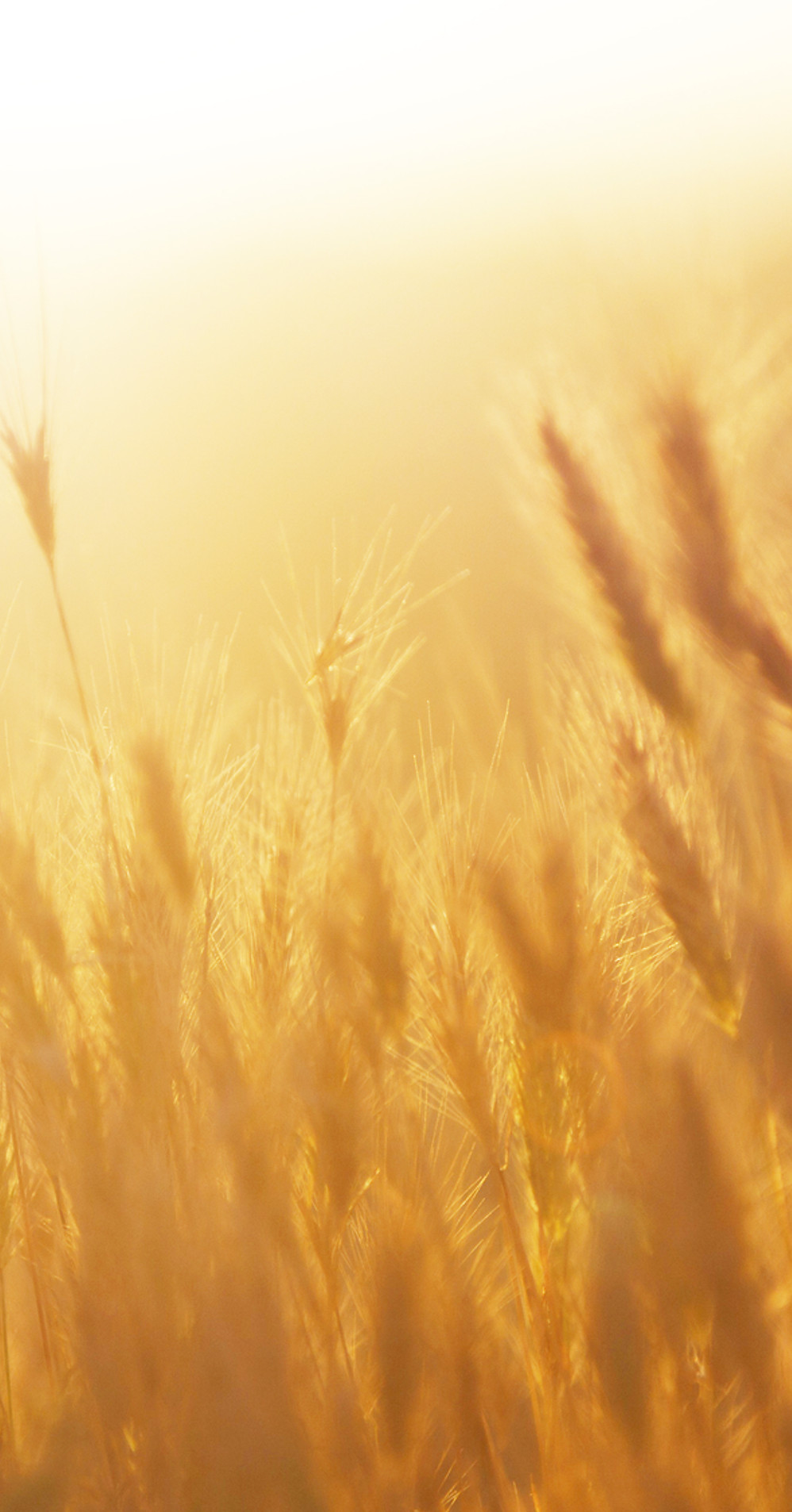 Sunrise over the Wheat Field