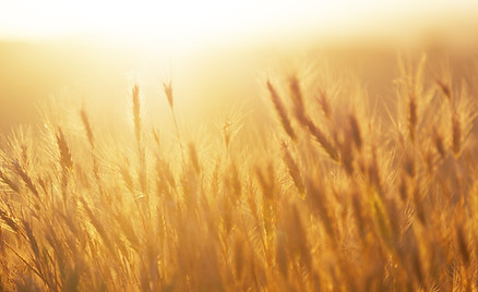 Sunrise over the Wheat Field