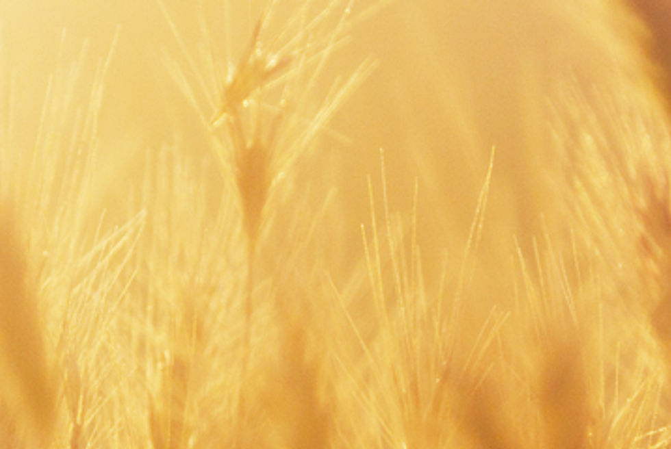 Sunrise over the Wheat Field