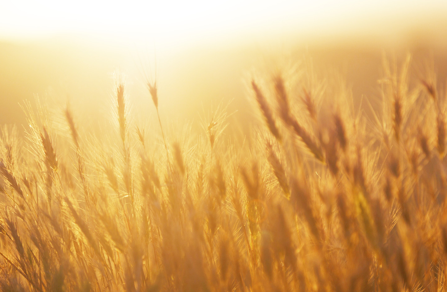 Sunrise over the Wheat Field