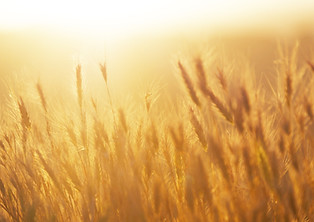 Sunrise over the Wheat Field