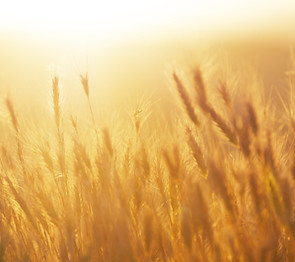 Sunrise over the Wheat Field
