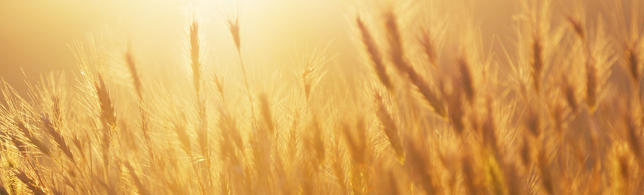 Sunrise over the Wheat Field