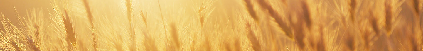 Lever de soleil sur le champ de blé