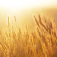 Adain Holistic Healing holistische praktijk voor mens en dier