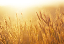 Buğday Field üzerinde Sunrise