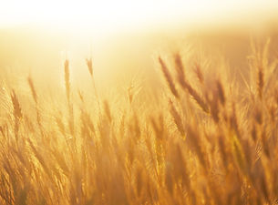 Sunrise over the Wheat Field