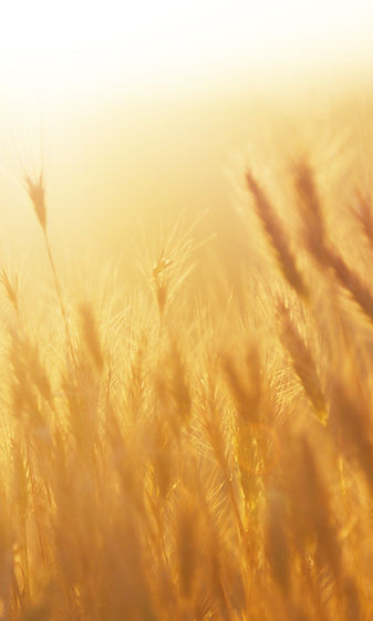 Lever de soleil sur le champ de blé