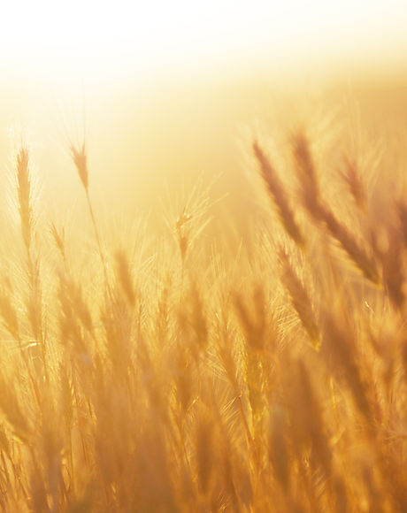 Lever de soleil sur le champ de blé