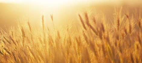 Sunrise over the Wheat Field
