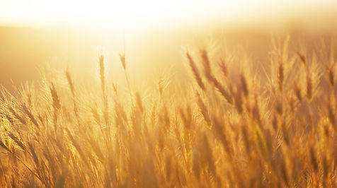 Sunrise over the Wheat Field with words describing and welcoming to Shenandoah Baptist Church