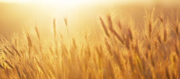 La Beauté de la SAGESSE