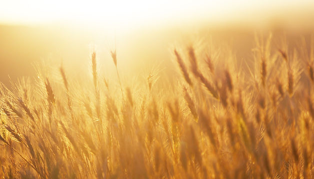 Sunrise over the Wheat Field