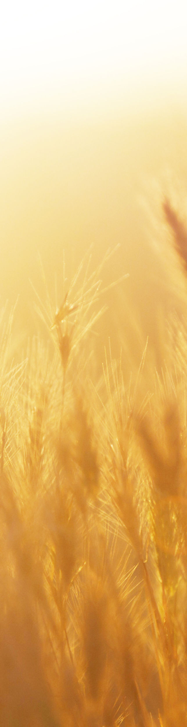 Sunrise over the Wheat Field
