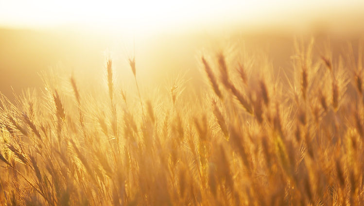 Lever de soleil sur le champ de blé