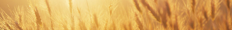 Sunrise over the Wheat Field