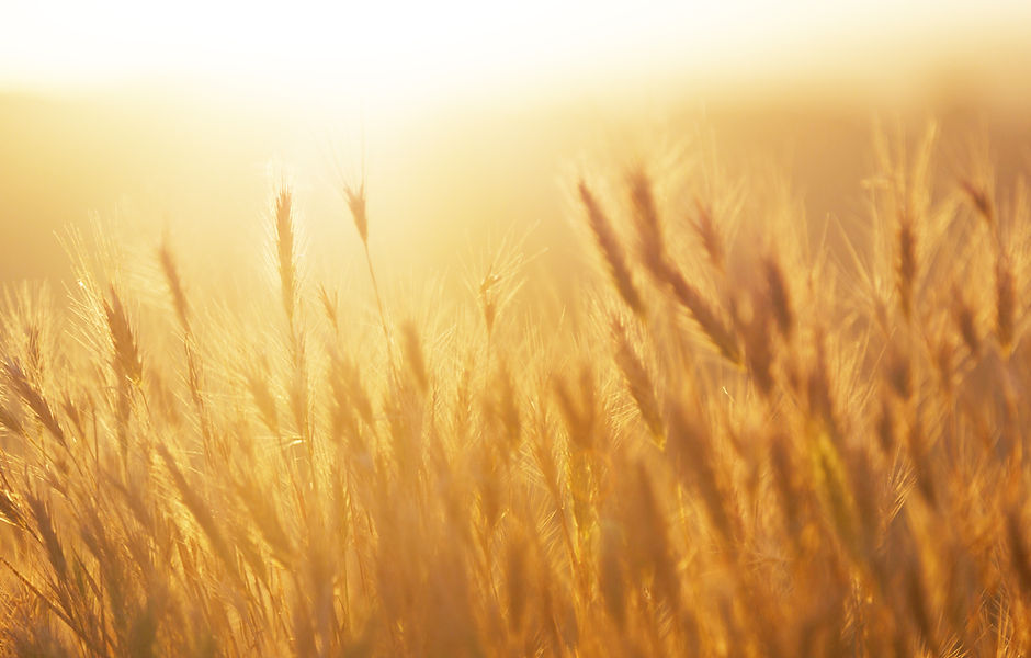 Sunrise over the Wheat Field