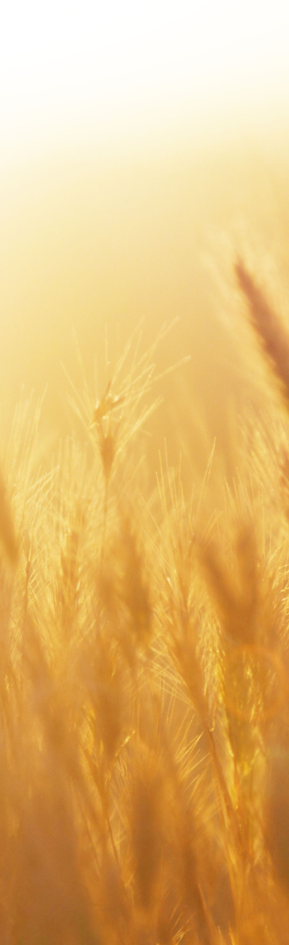 Sunrise over the Wheat Field