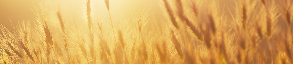 Восход солнце над пшеничным полем