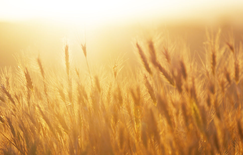 麦畑日の出