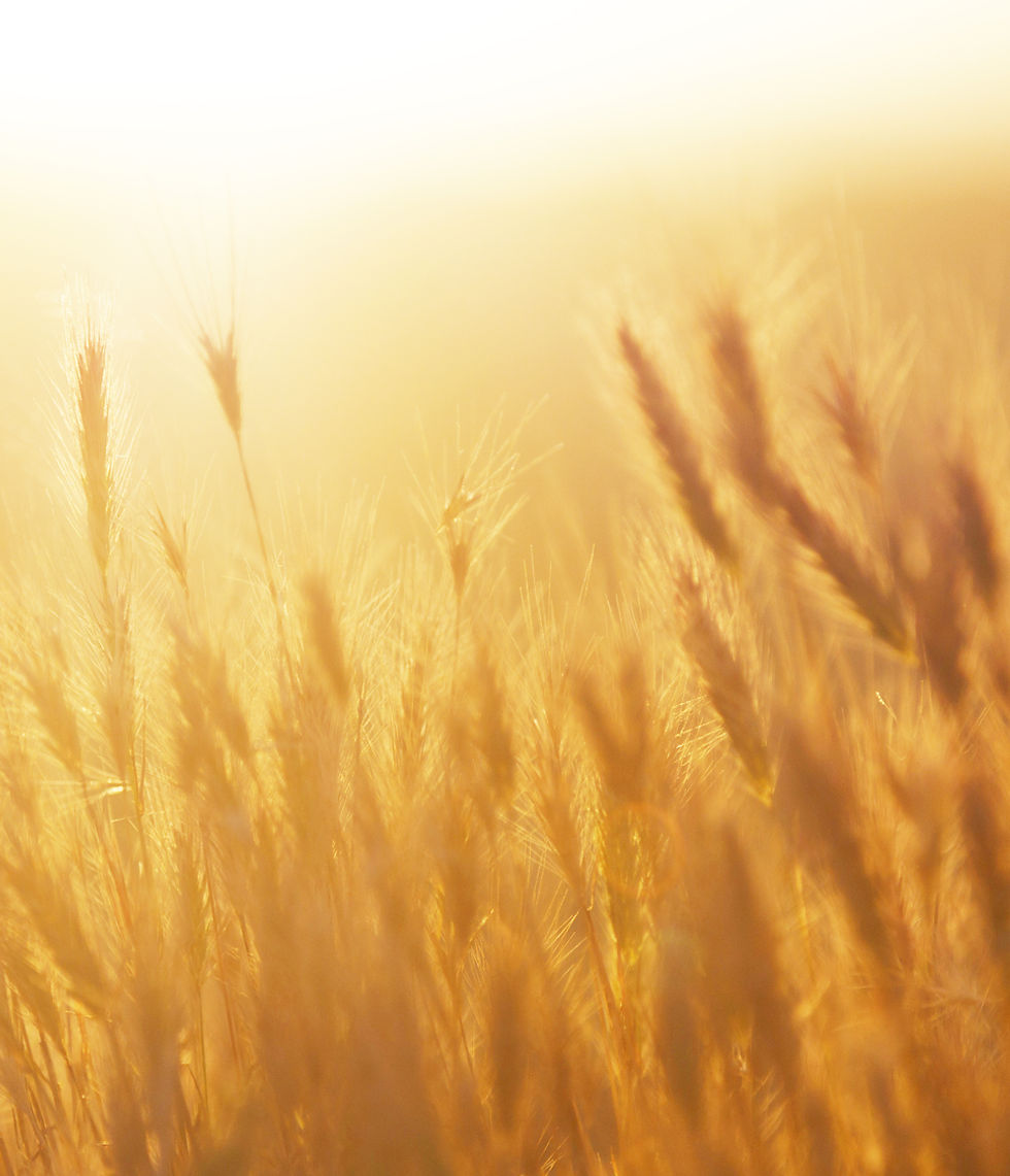 Sunrise over the Wheat Field