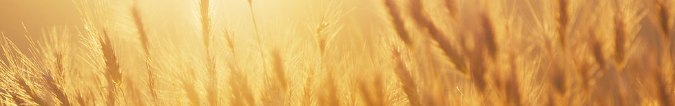 Sunrise over the Wheat Field