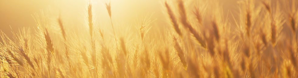 Sunrise over the Wheat Field