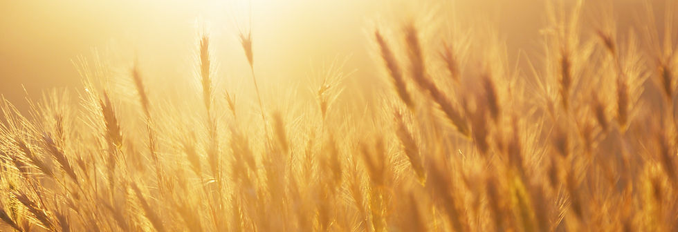 Sunrise over the Wheat Field