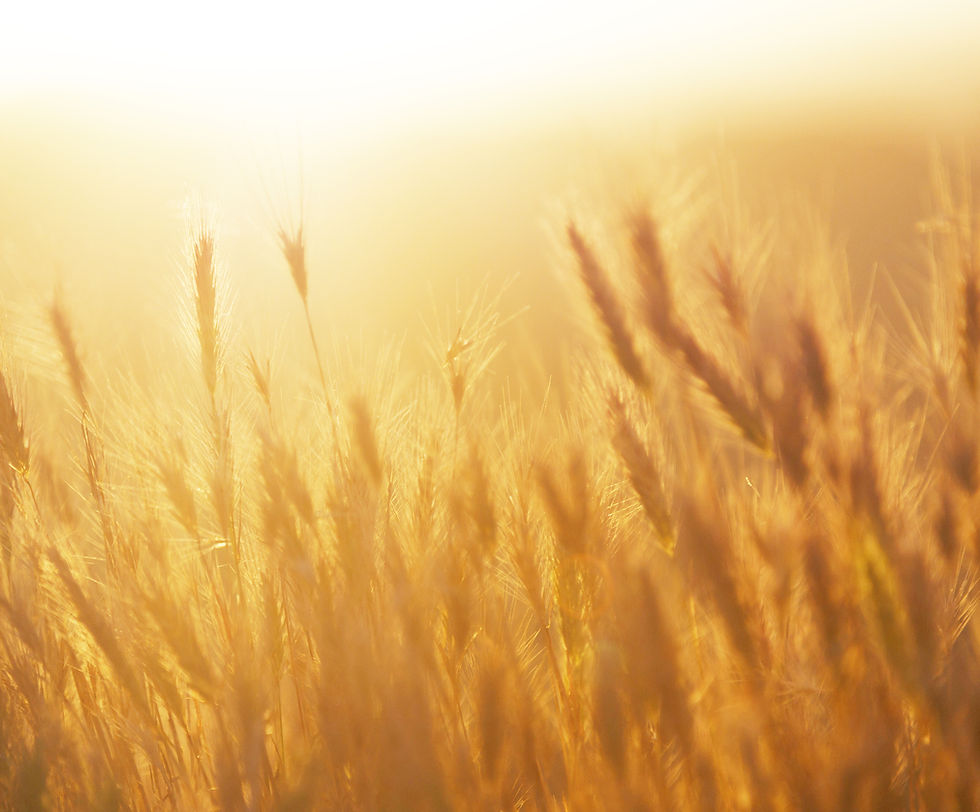 Sunrise over the Wheat Field