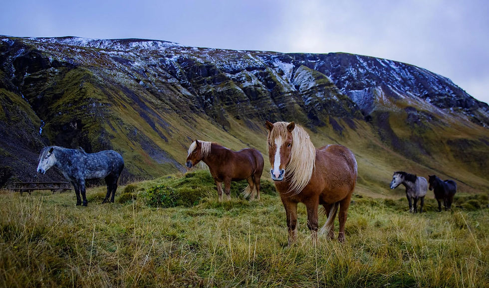 Horse and golden circle
