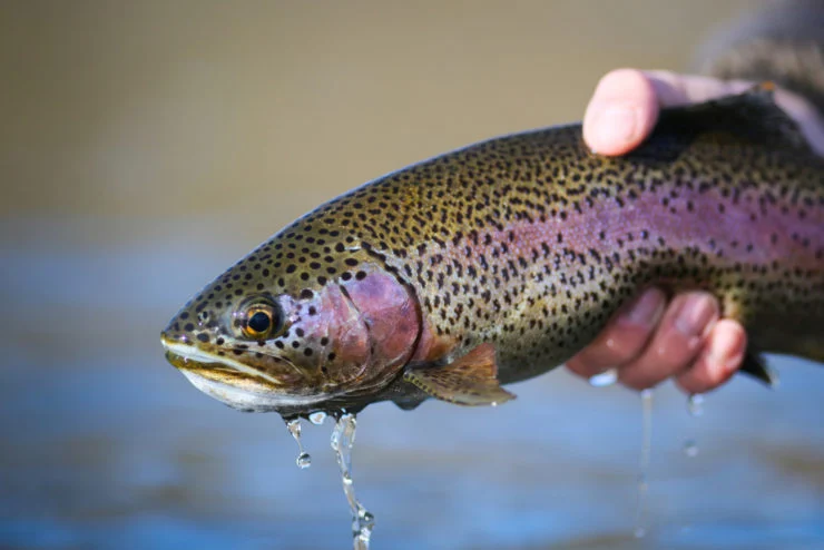 rainbow-trout-740x494.webp