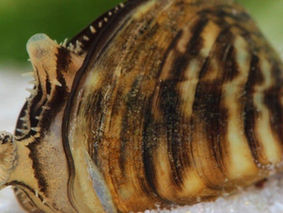 'It's now too late': How invasive species have altered Lake Constance