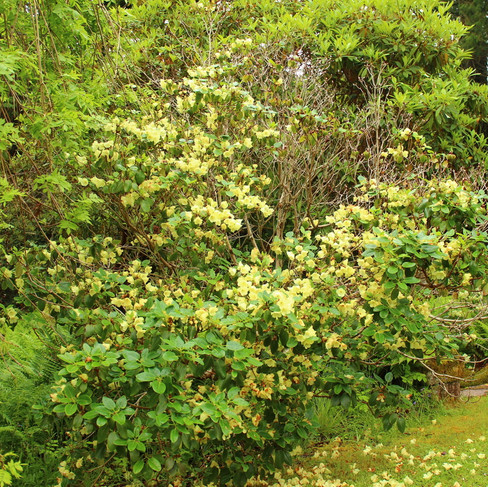 Rhododendron in Asien