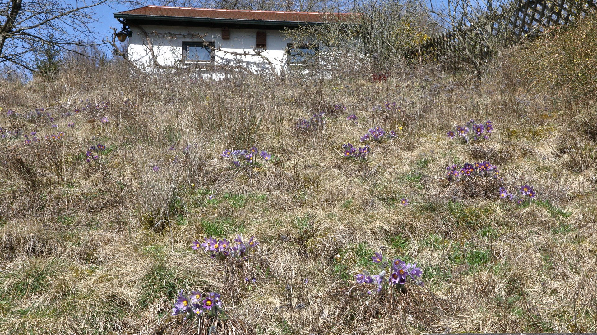 Insektenfreundlicher Garten