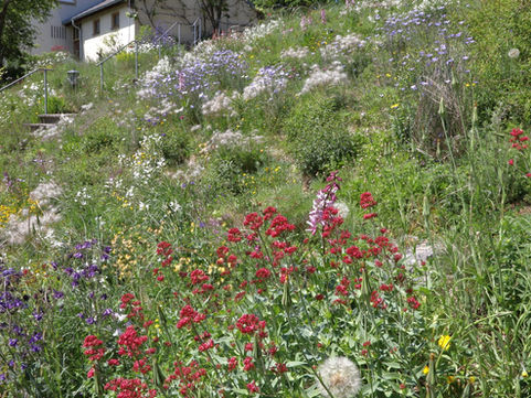 Insektenfreundlicher Garten