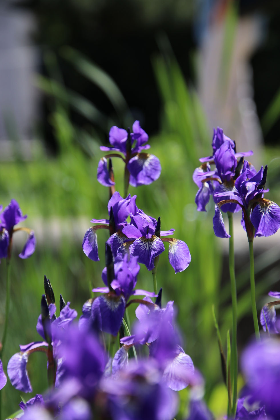 Iris